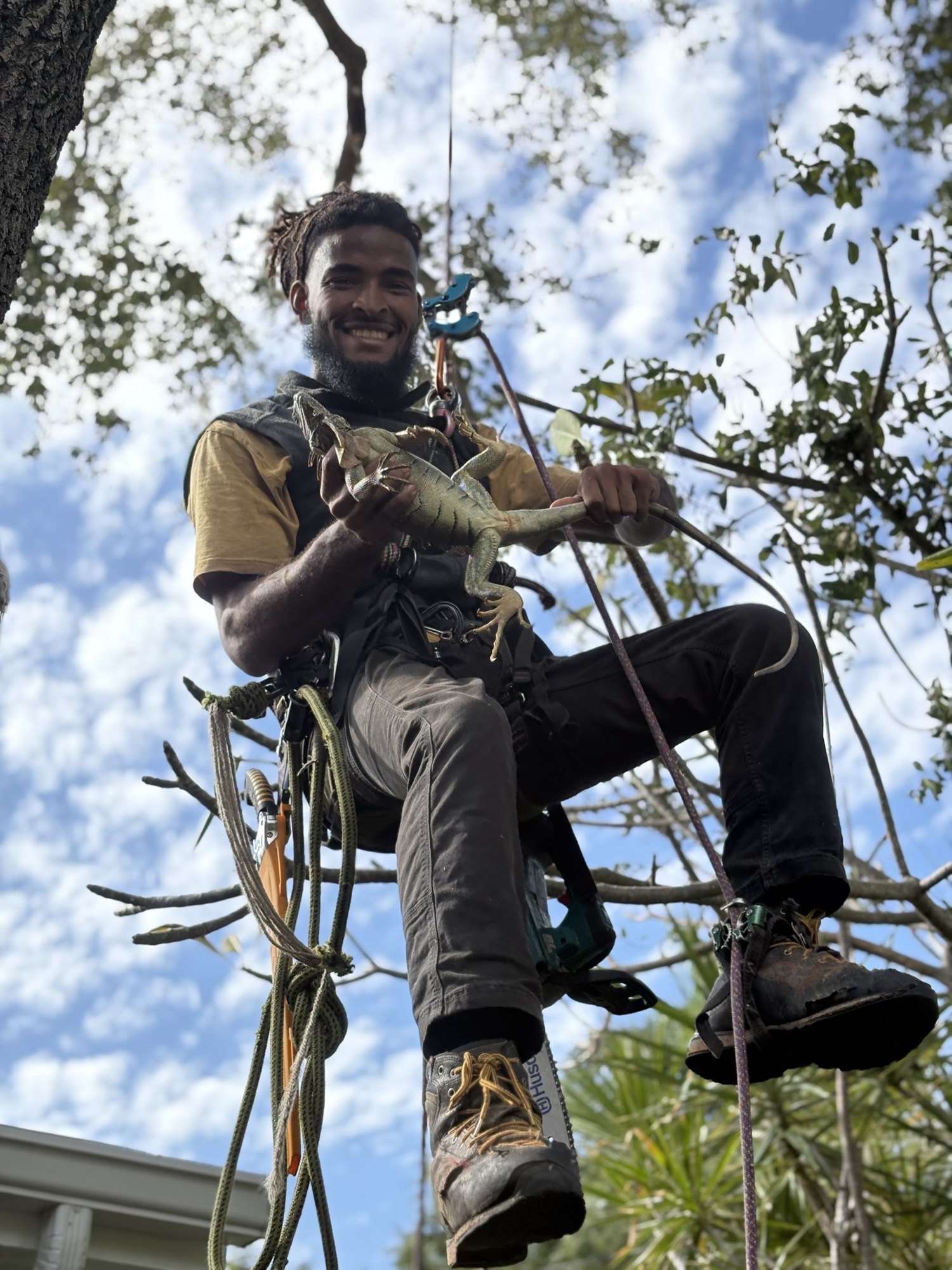 Benyah Andressohn smiling in his climbing harness high in a Miami oak, holding an iguana found in the canopy