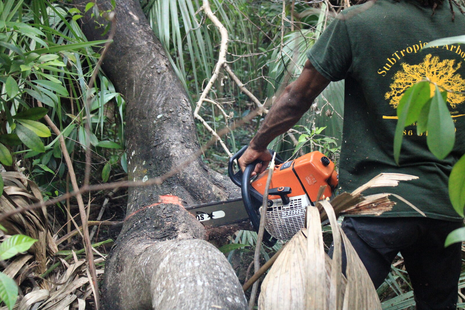 Subtropical Arborists crew member cutting a tree trunk on site