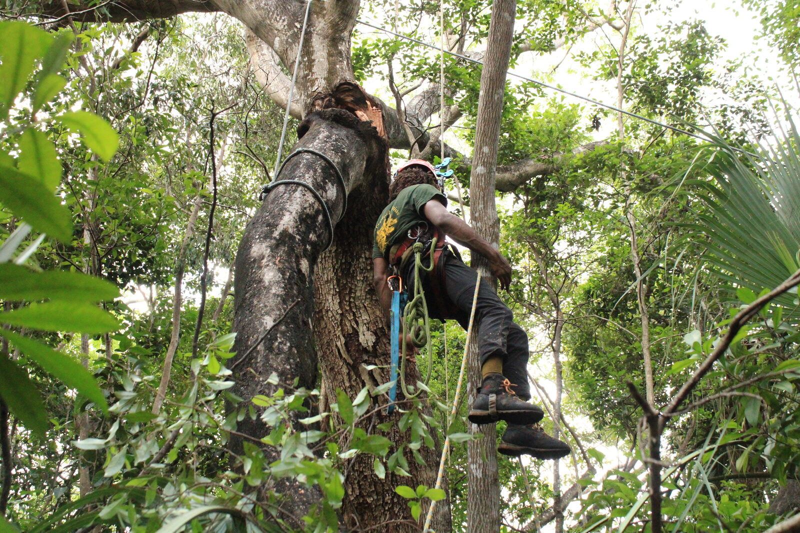 Arborist using a chainsaw at the base of a tree trunk