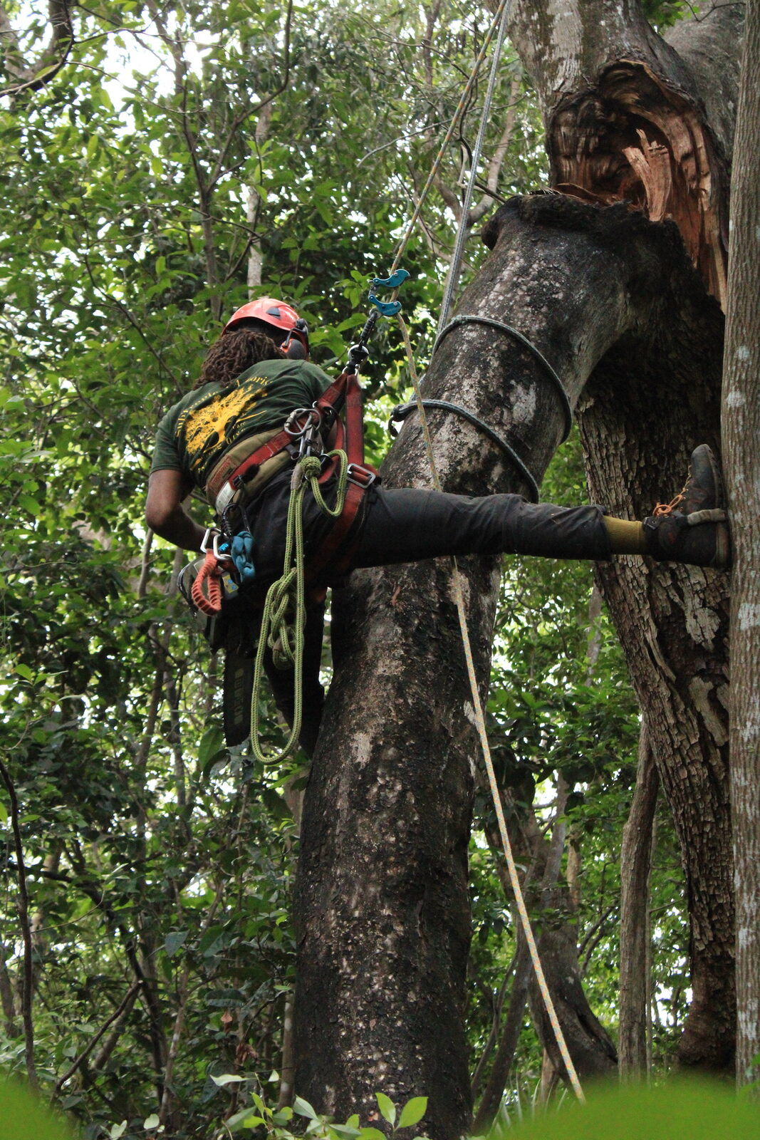 Arborist climbing high into a tree canopy using rope and harness