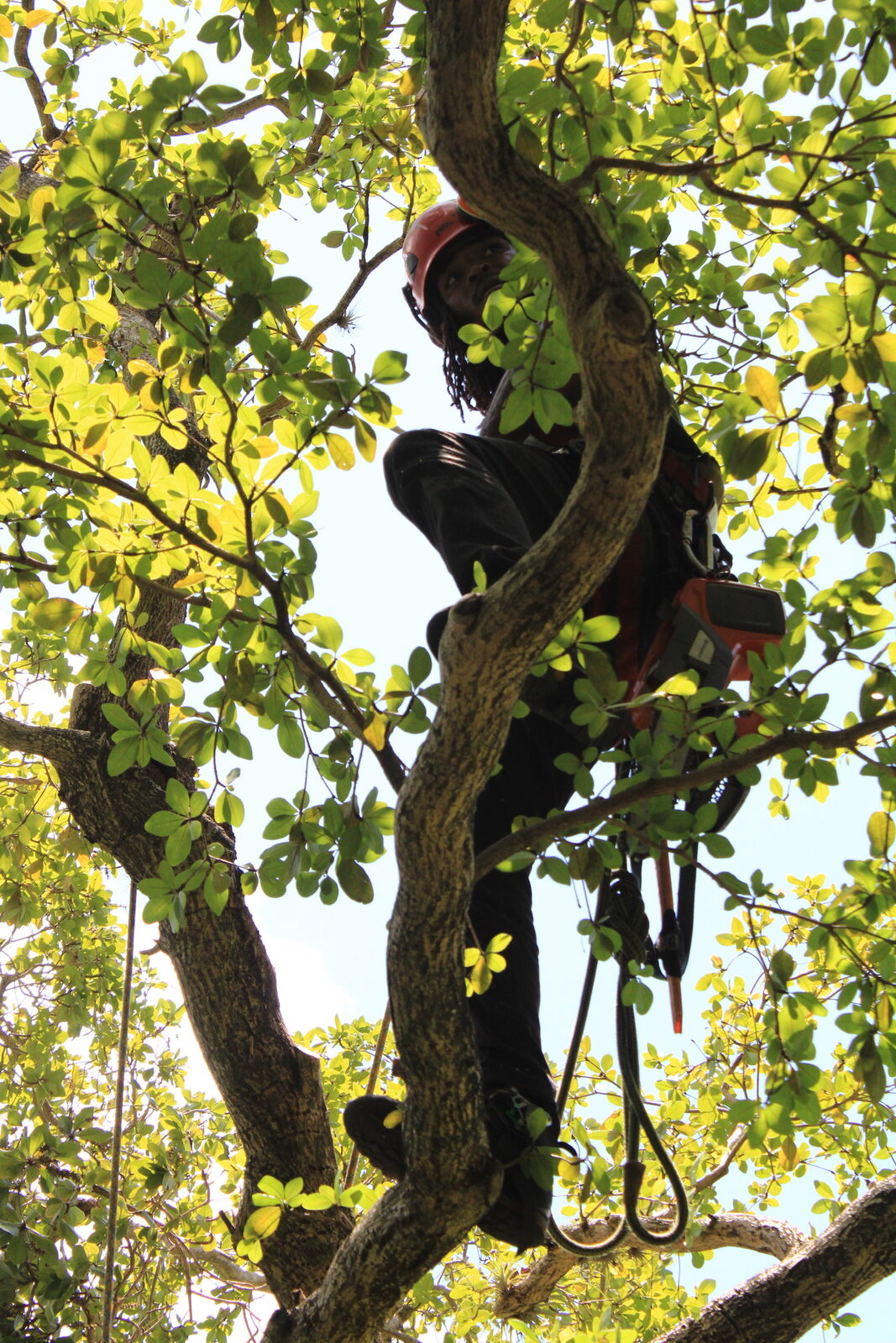 Arborist working with a chainsaw high in a tree canopy