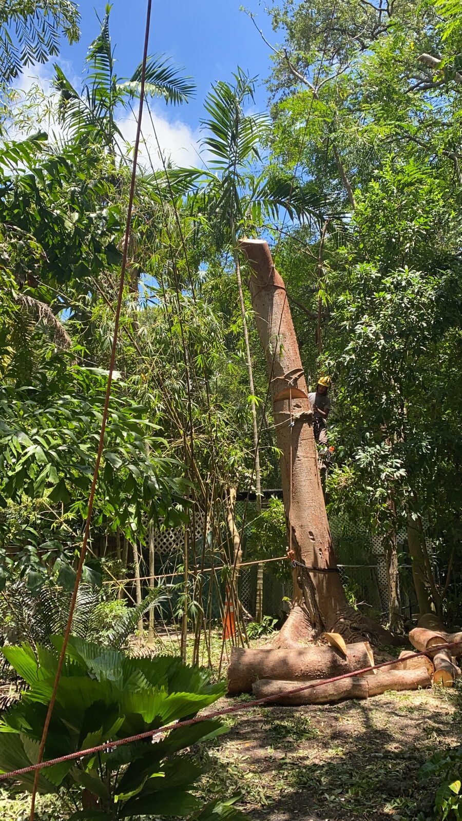 Arborist high on a tall tree trunk during a large removal job