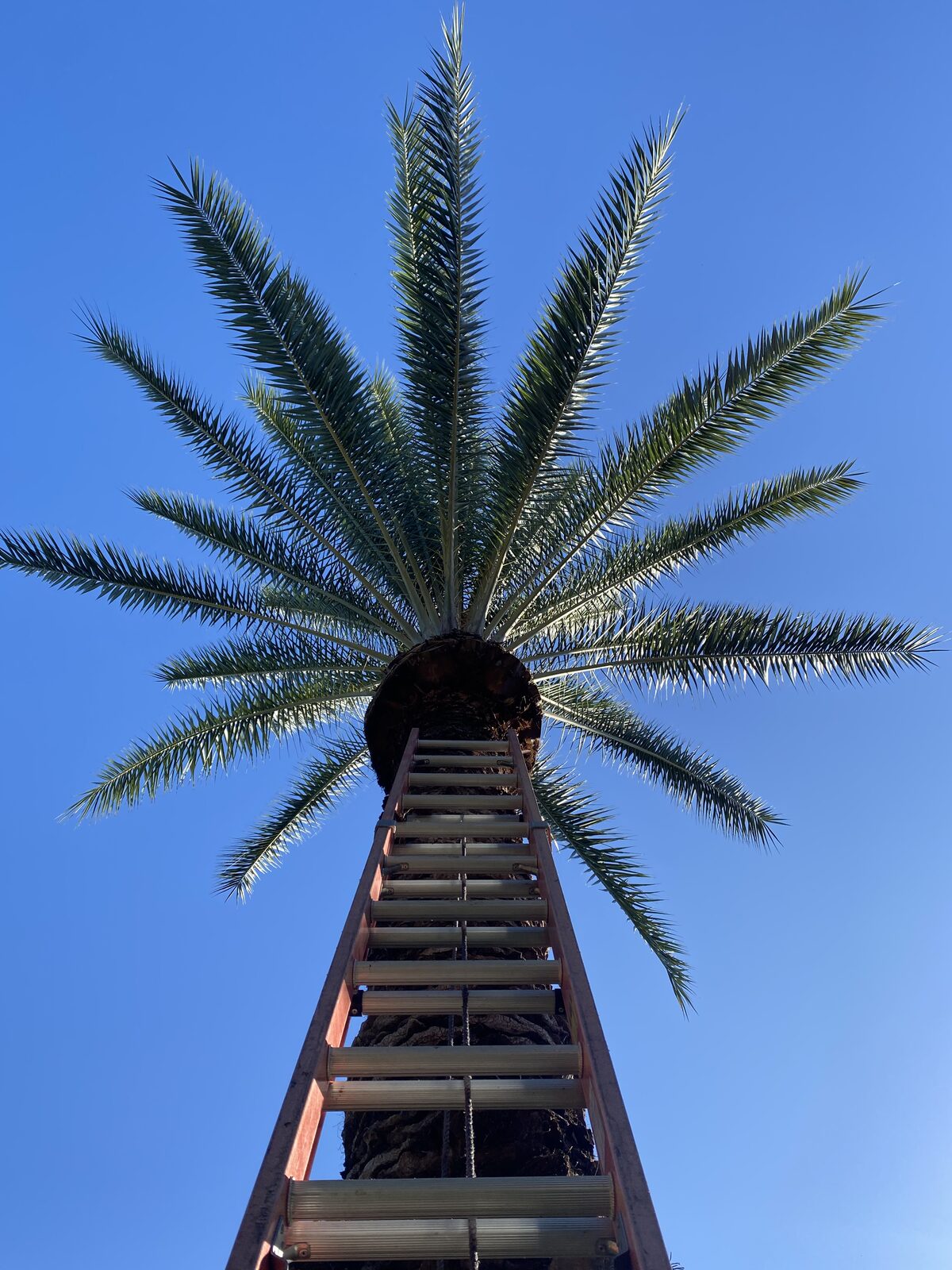 Subtropical Arborists crew member at work in the field