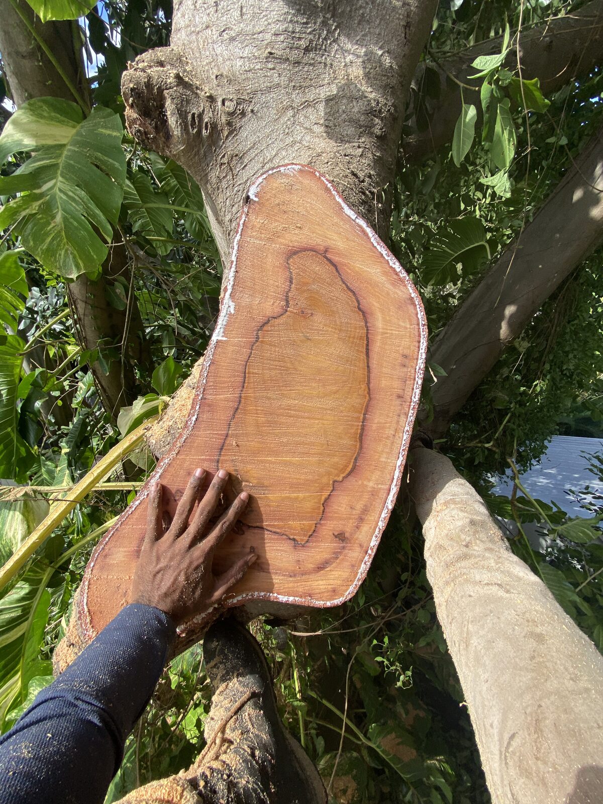 Arborist climbing and pruning a tree