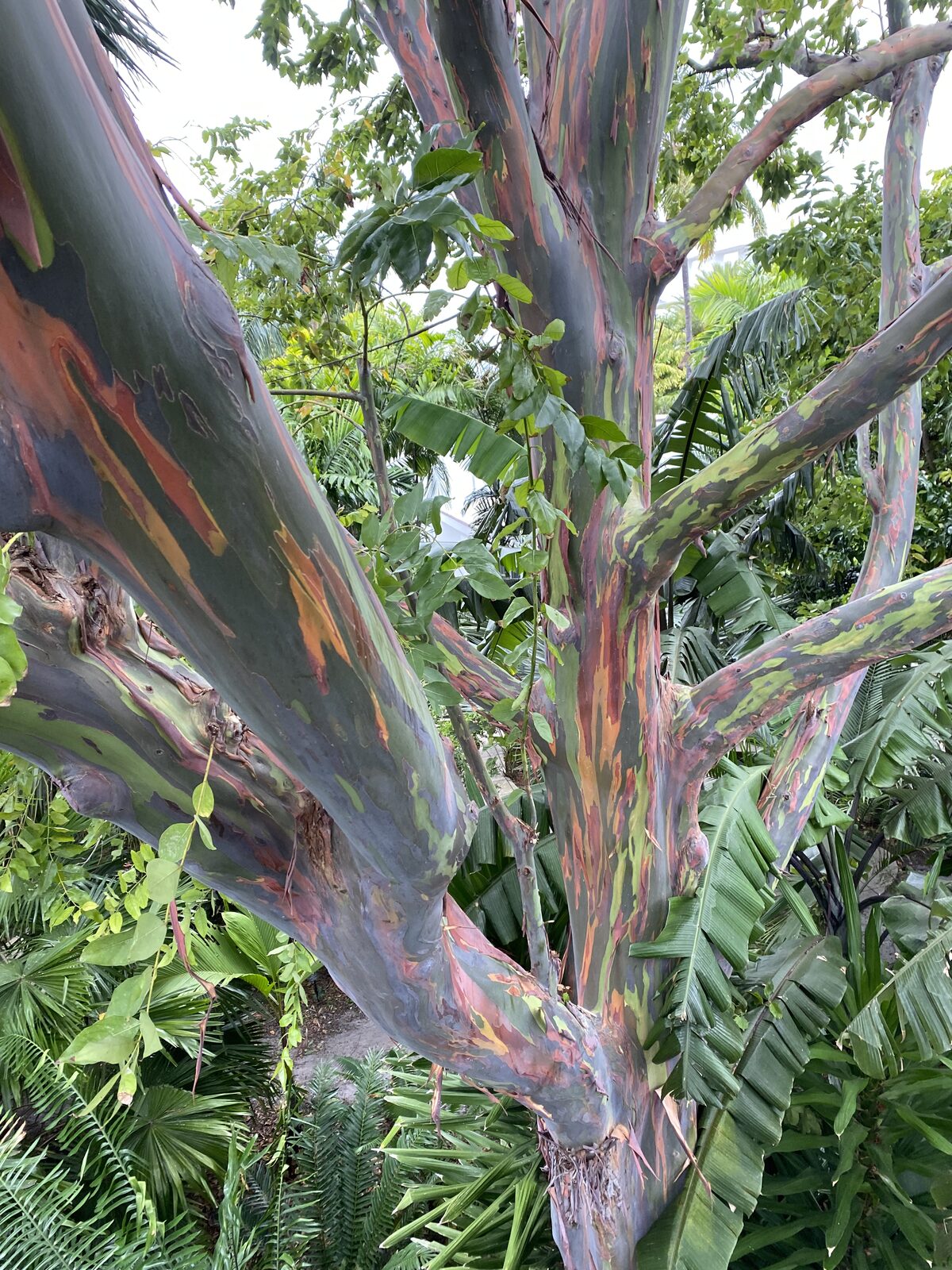 Subtropical Arborists crew member during a tree job