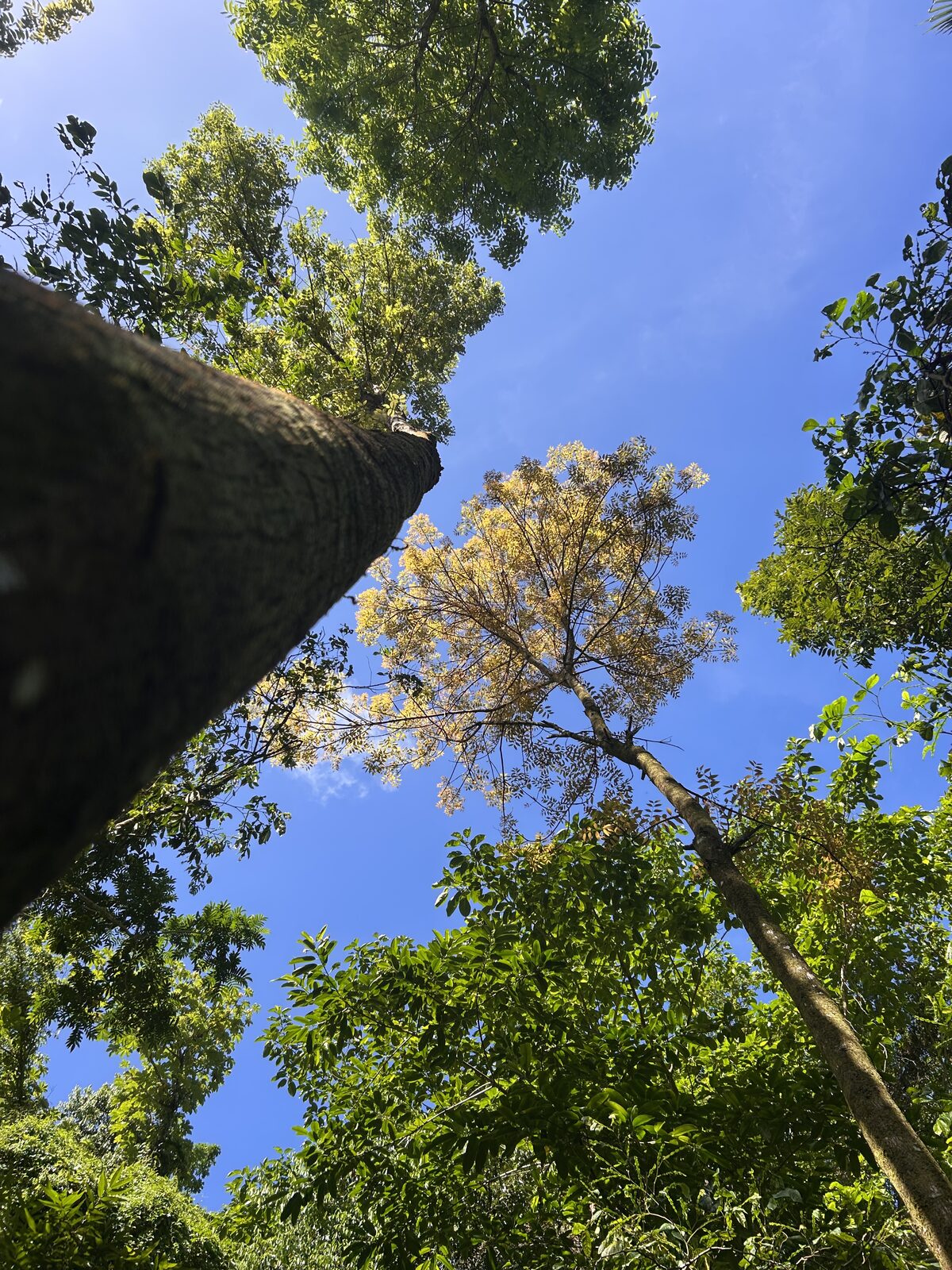View looking up into a healthy tree canopy against blue sky