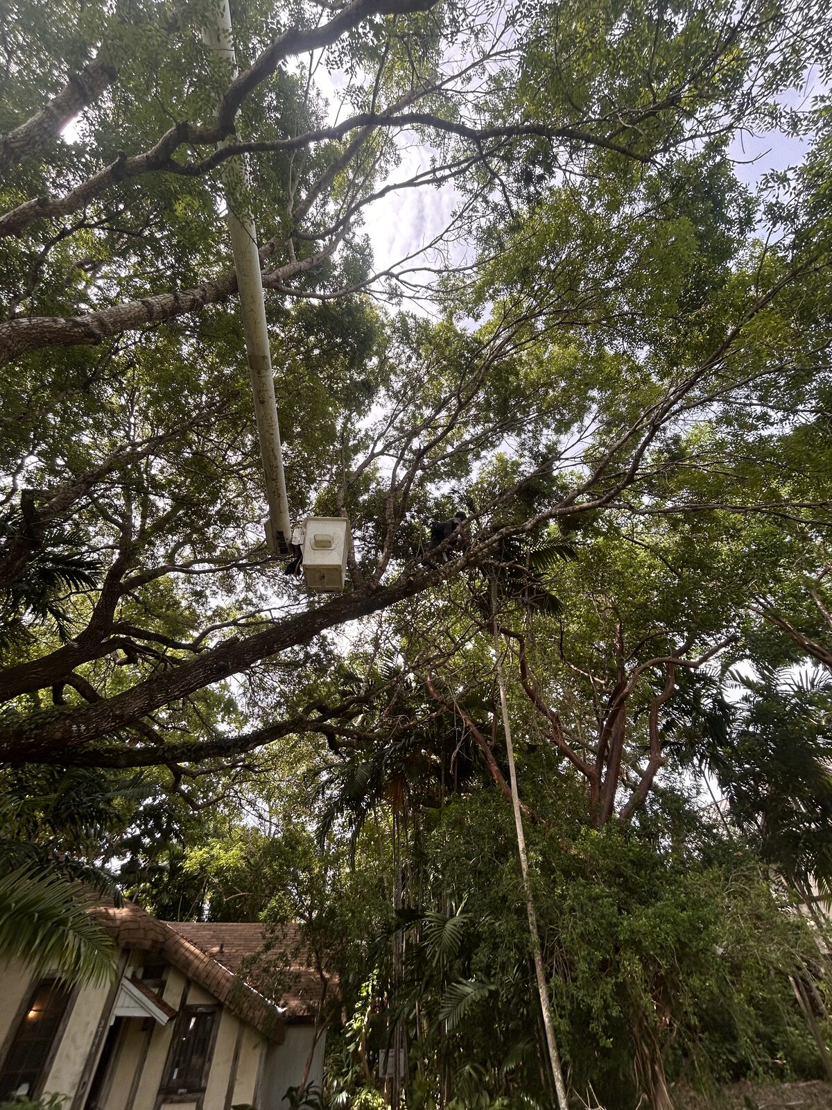 Crew member pruning a tree near a home and utility line