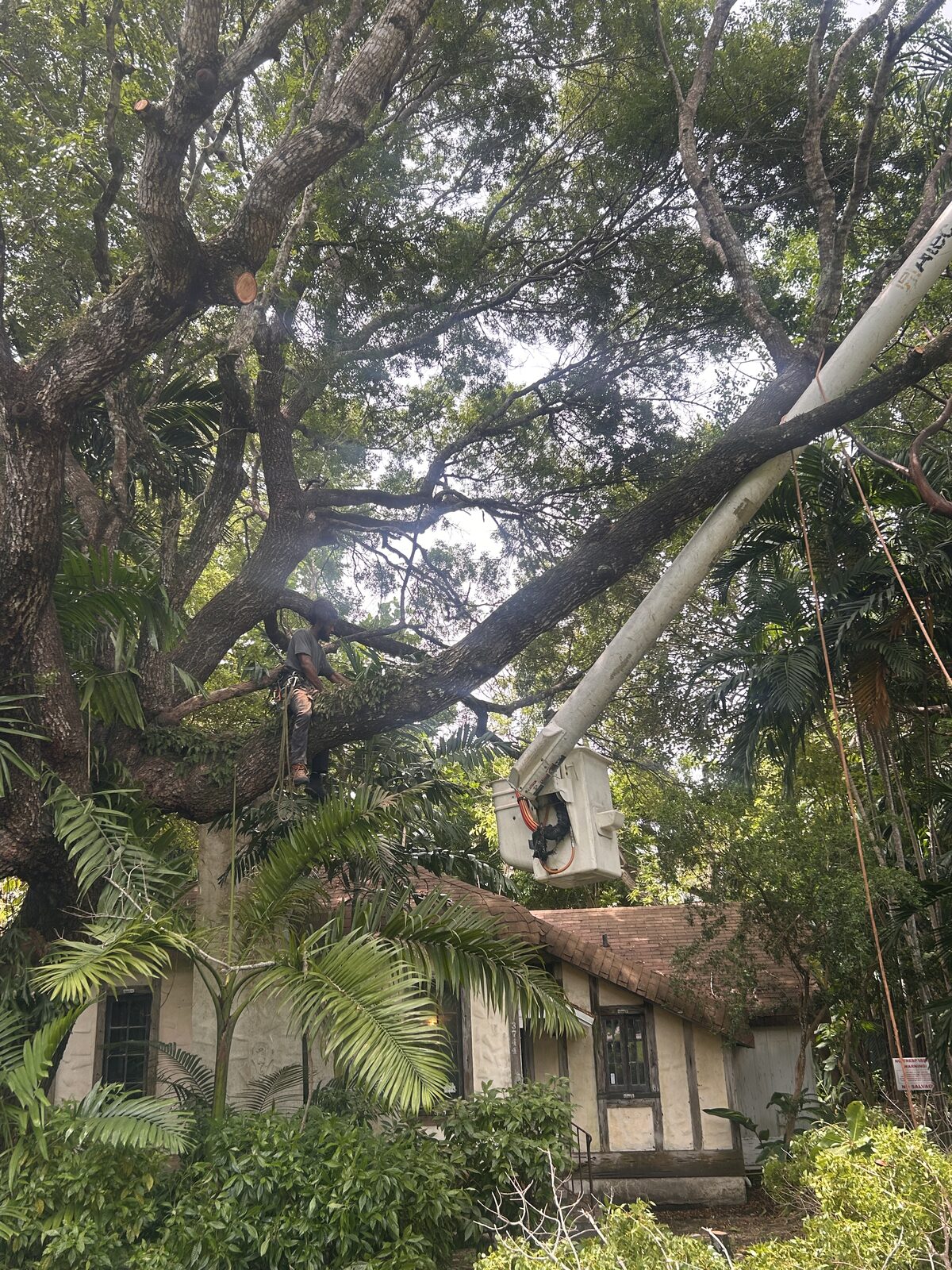 Arborist pruning large tree limbs over a house using a bucket truck