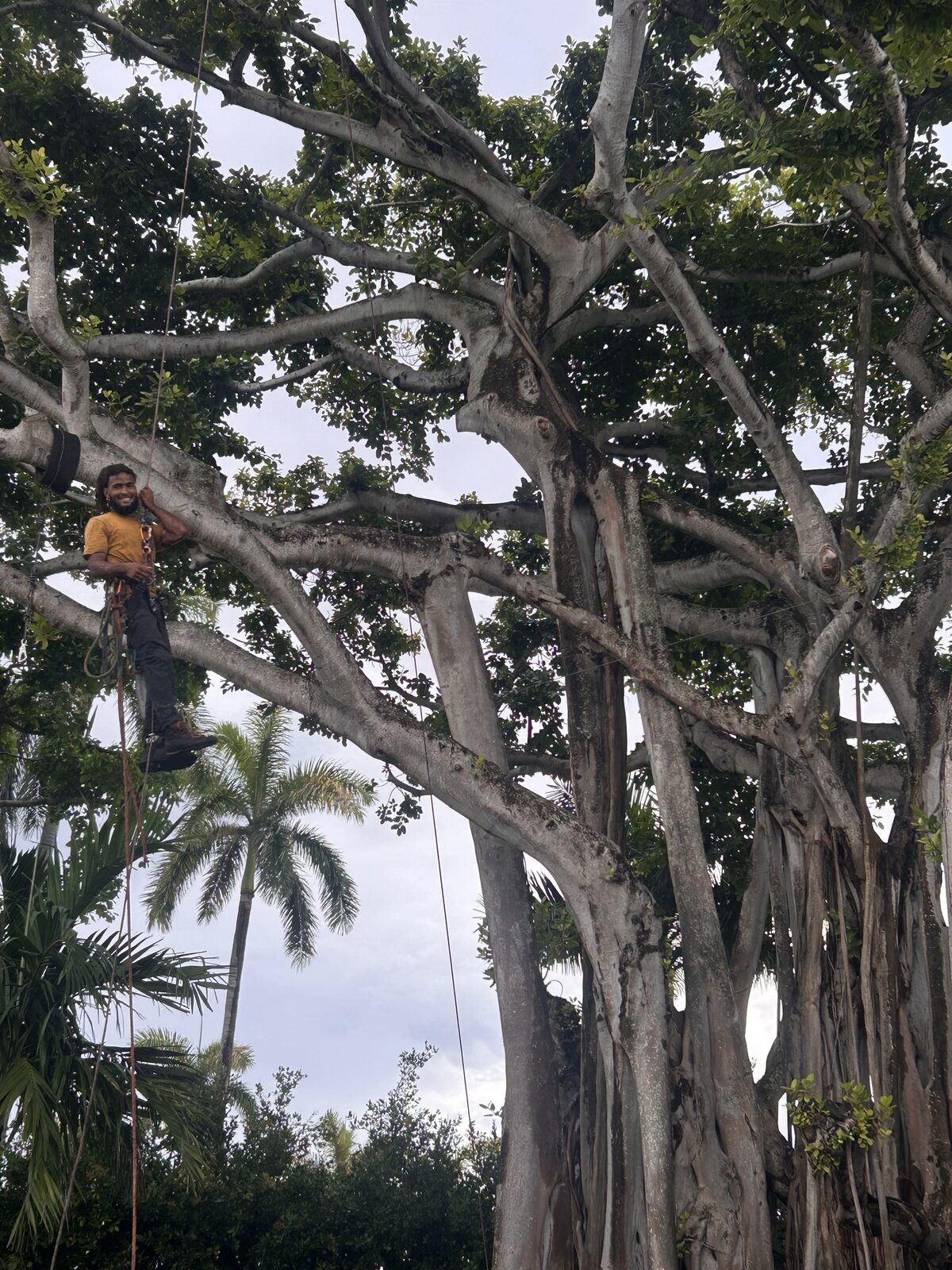 Arborist smiling while rigged up in a large banyan tree