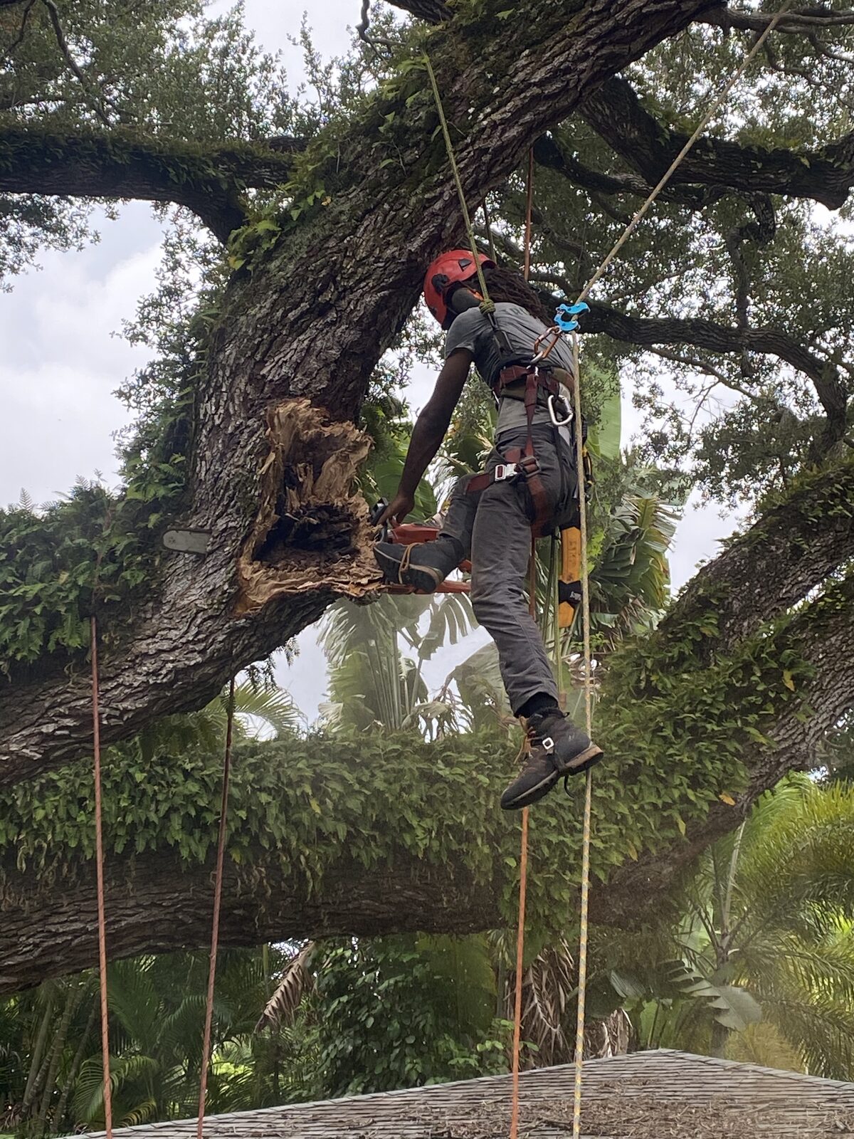 Arborist suspended on ropes removing a decayed limb from an oak tree