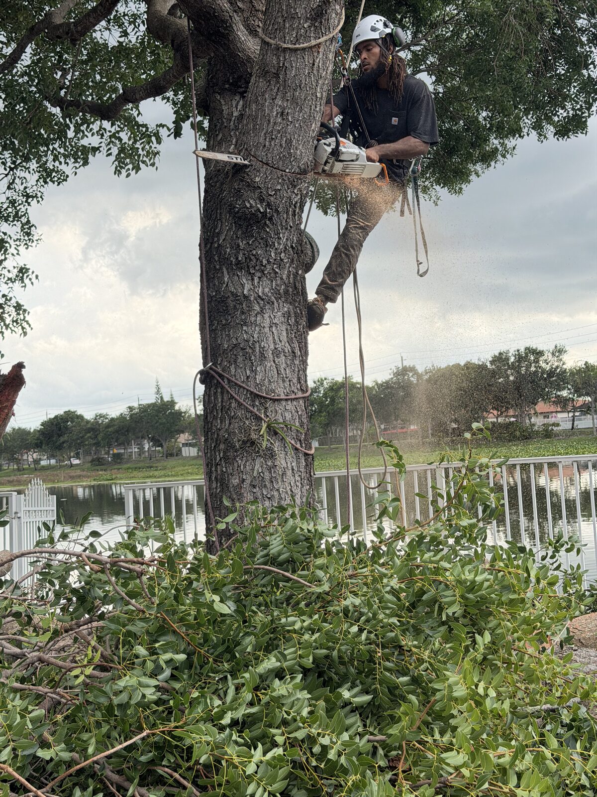 Arborist cutting branches on a tree next to a waterfront property with sawdust flying