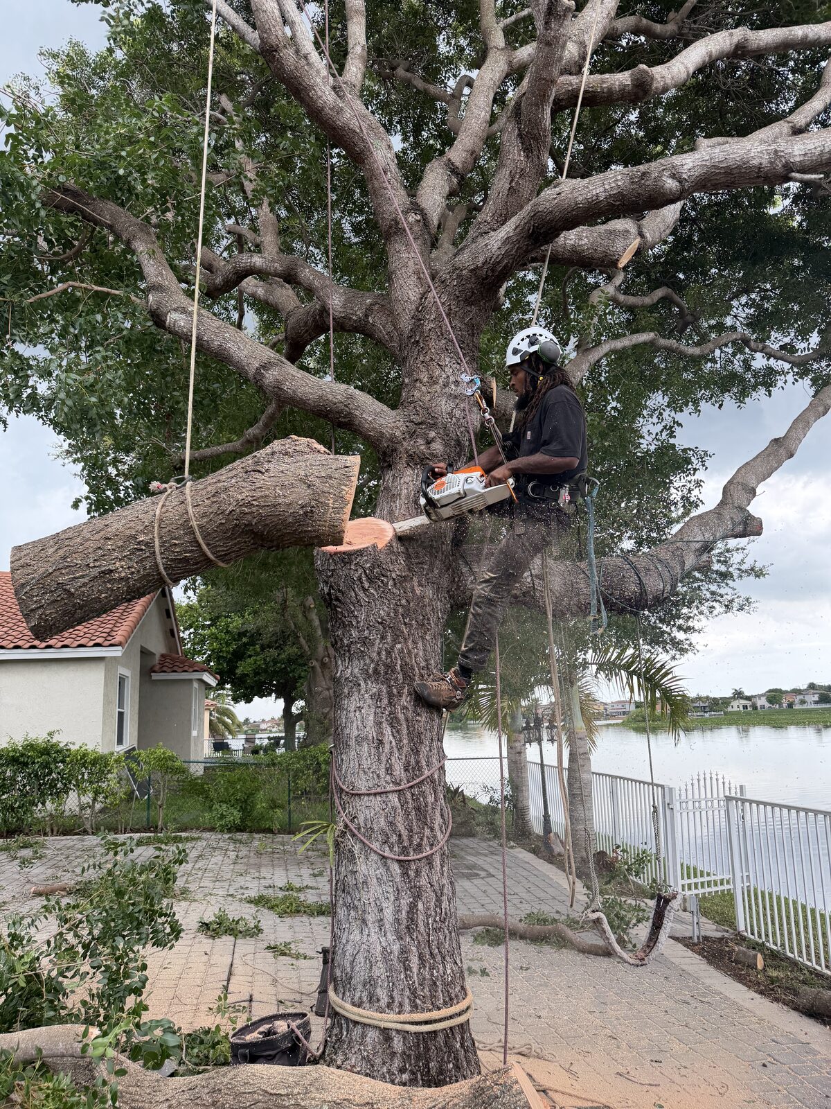 Arborist rigged high in a large tree cutting limbs near a lakeside home