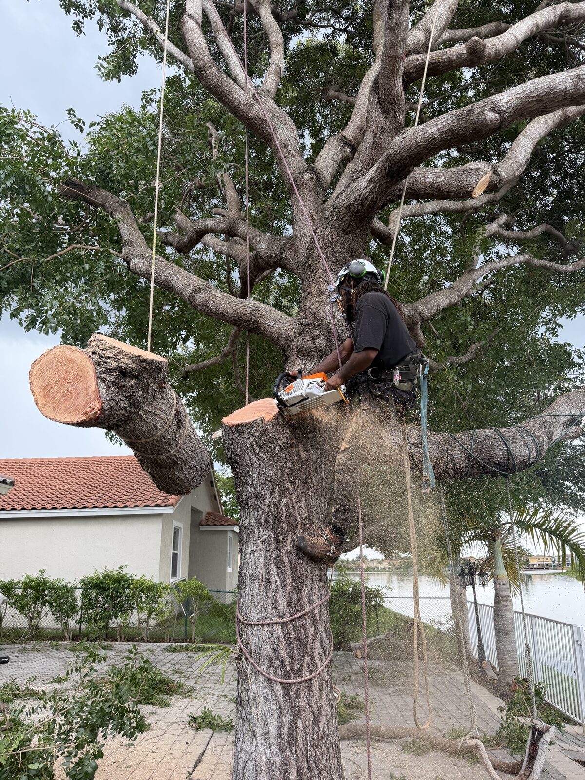 Arborist mid-cut on a large oak tree with sawdust and rigging ropes