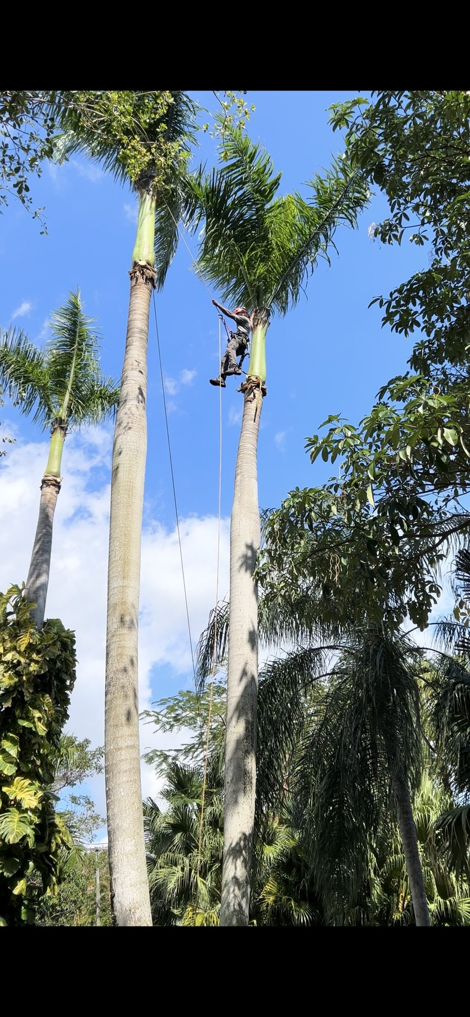 Subtropical Arborists climber working at the crown of a tall royal palm in Miami