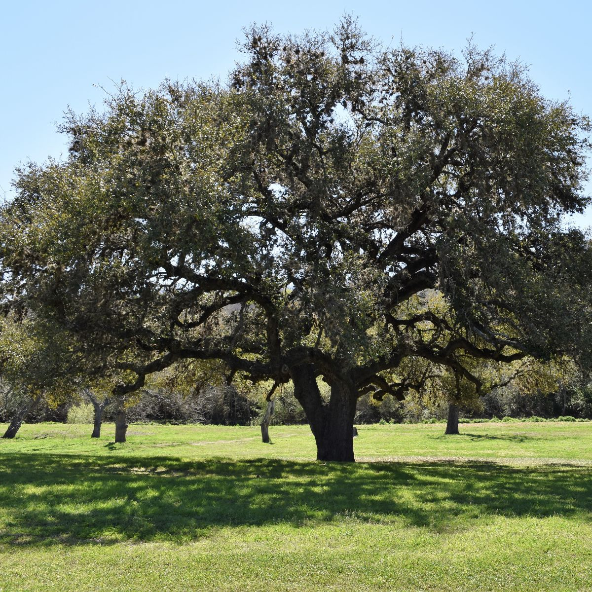 Southern Live Oak (Quercus virginiana) in South Florida