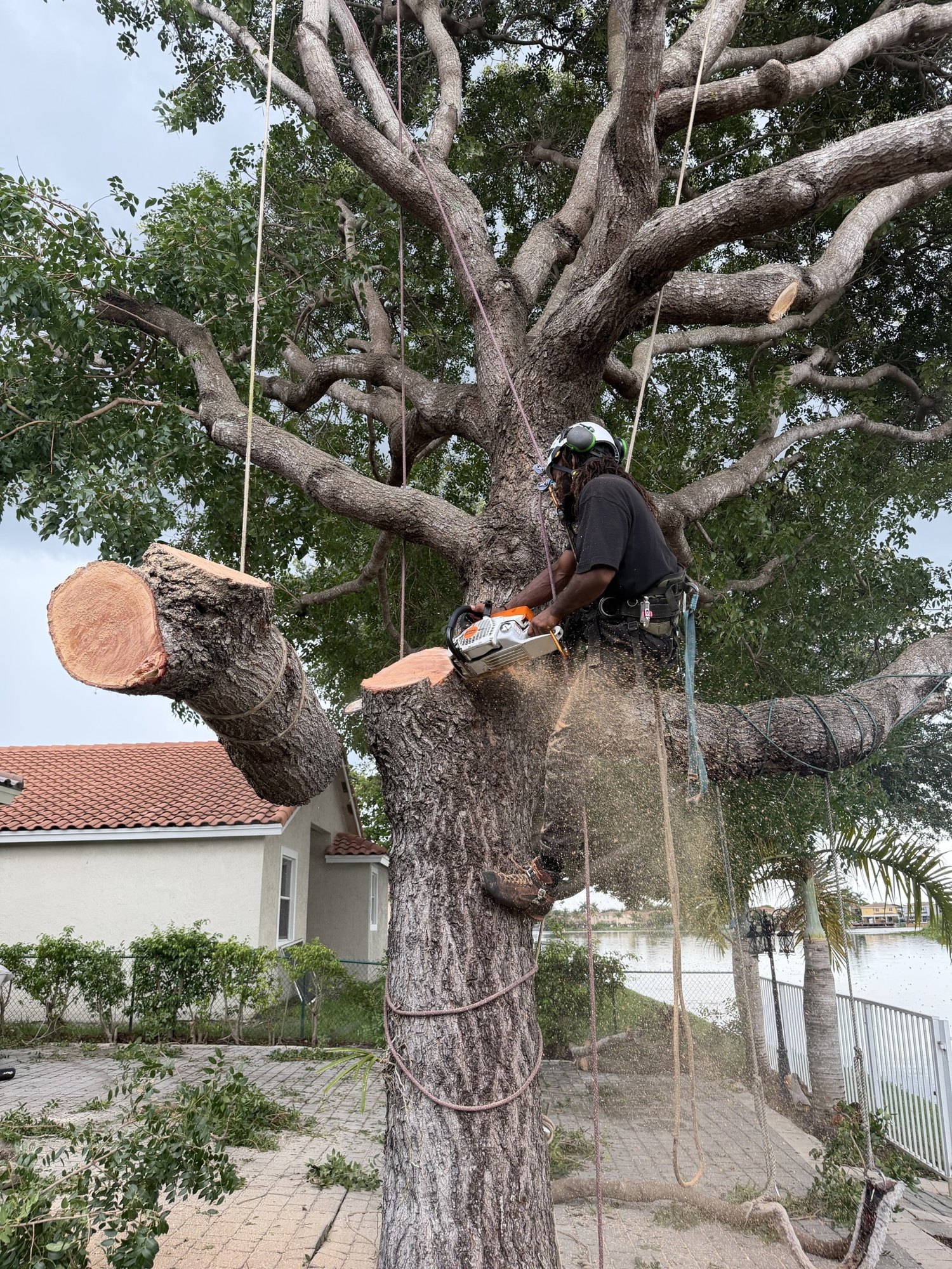 Arborist cutting a large limb with a chainsaw while it is rigged and lowered on ropes in a Kendall backyard