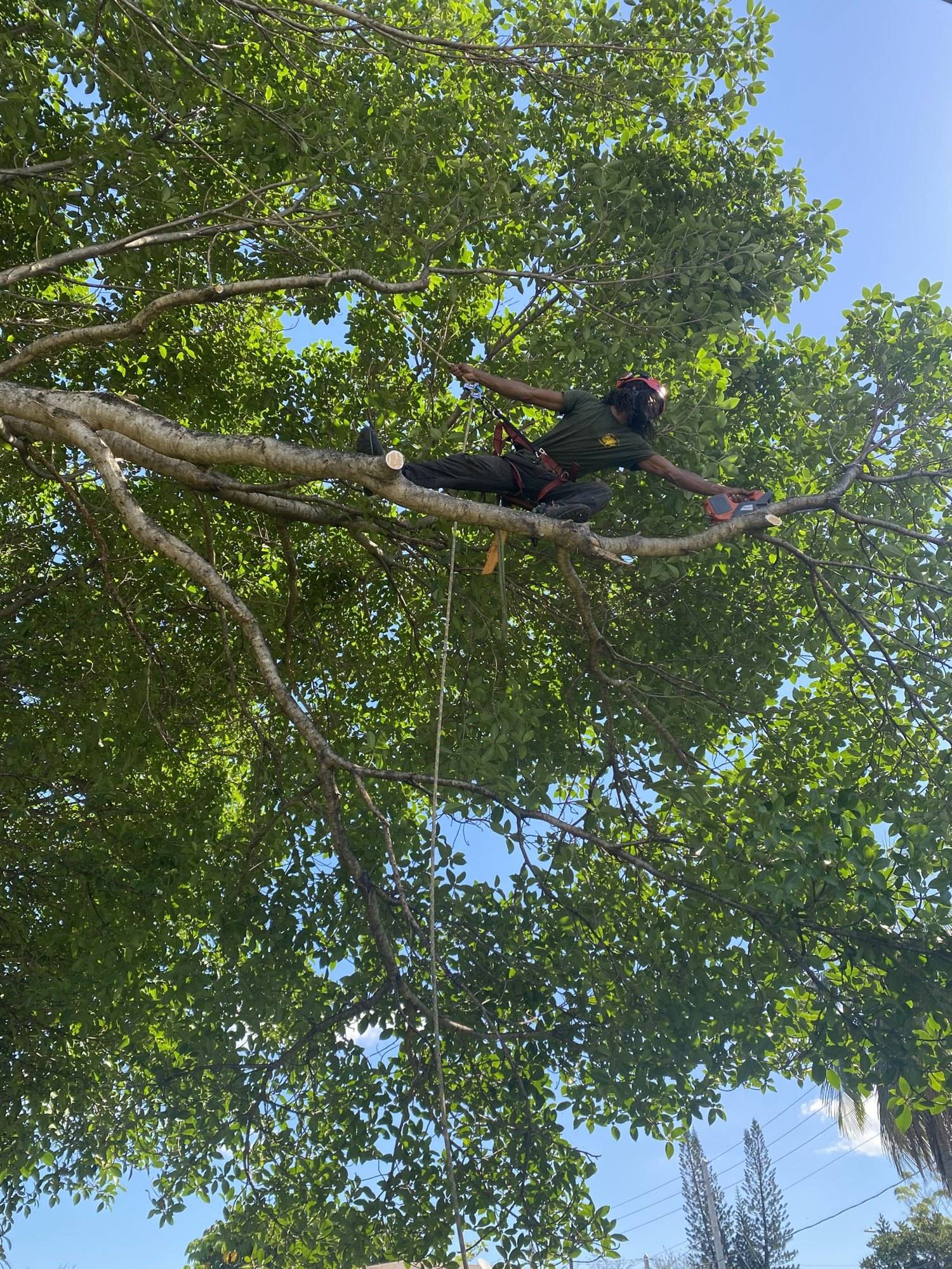Arborist stretched out along a limb, making a pruning cut high in a Palmetto Bay tree canopy