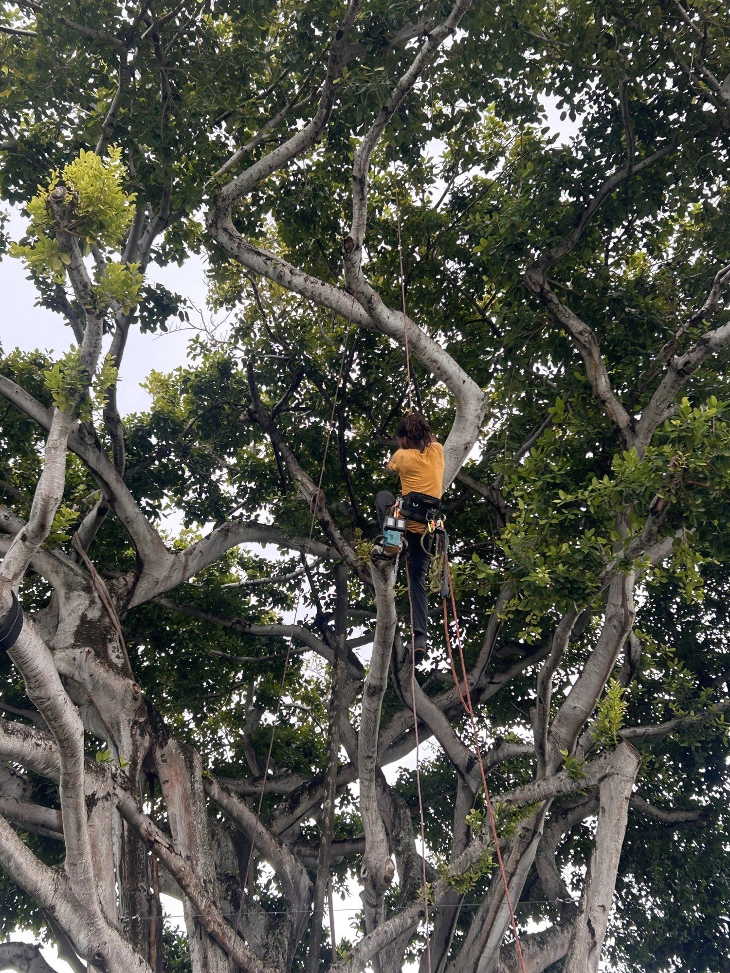 Arborist roped into the canopy of a large ficus in Pinecrest, working among the upper limbs