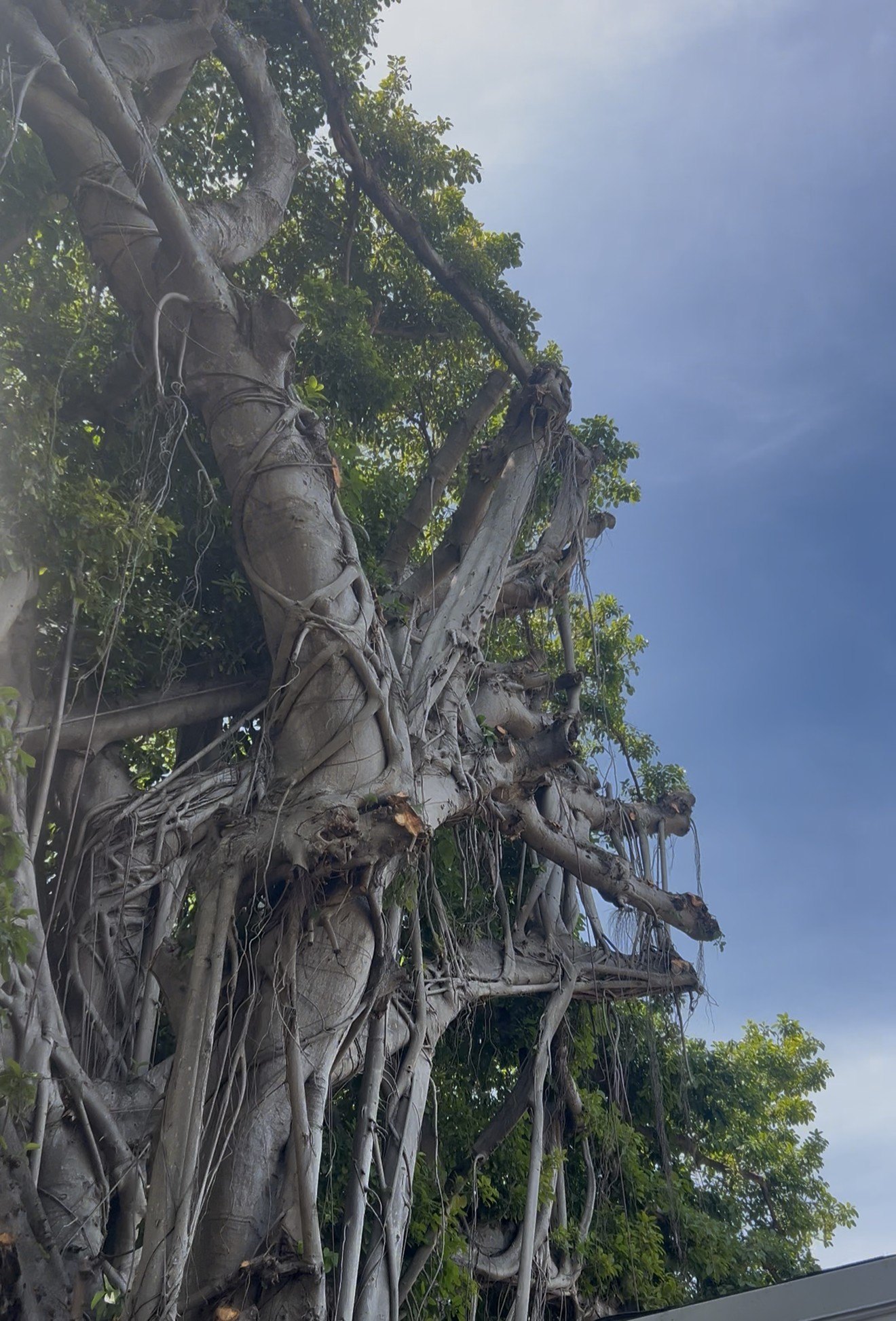 Mature banyan tree in Miami with aerial roots and clean reduction cuts from structural pruning